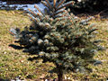 Picea pungens Thumen IMG_4541 Świerk kłujący